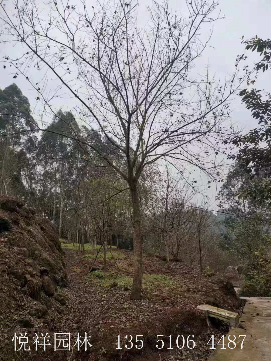 元寶楓