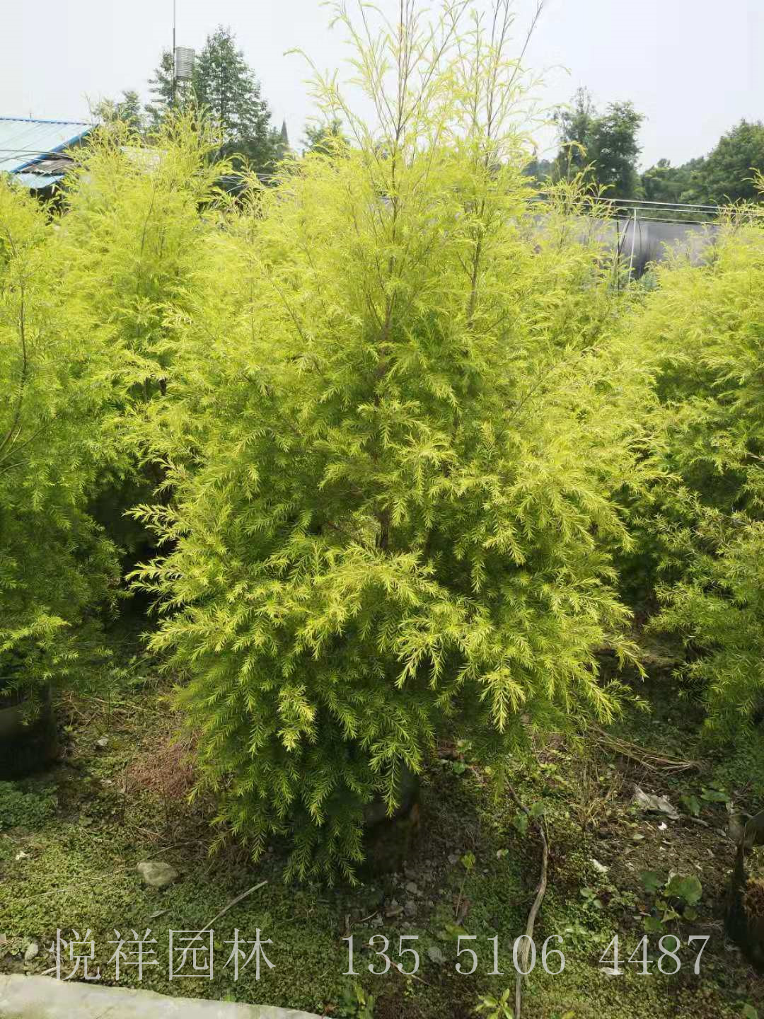 千層金樹