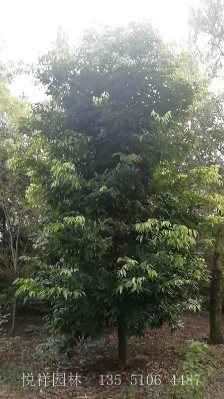 天竺桂