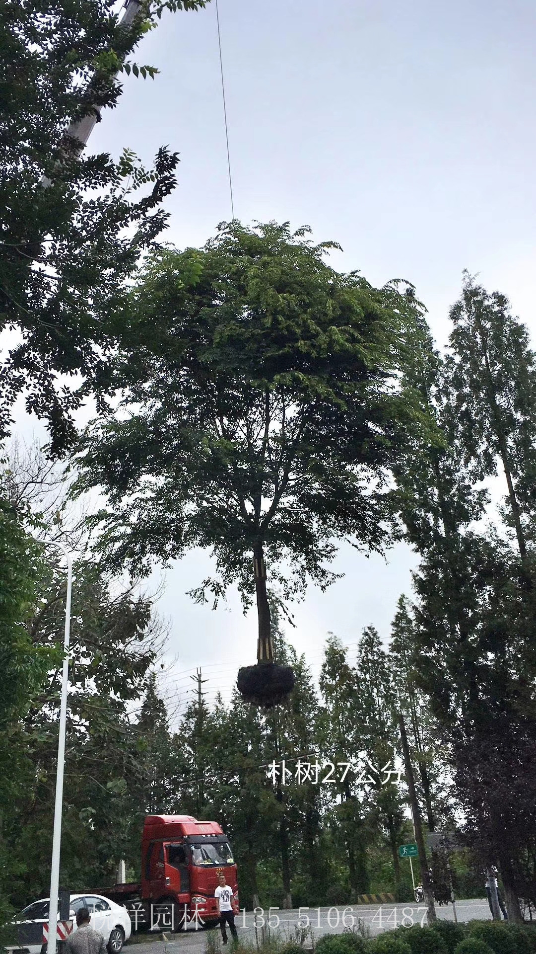 樸樹
