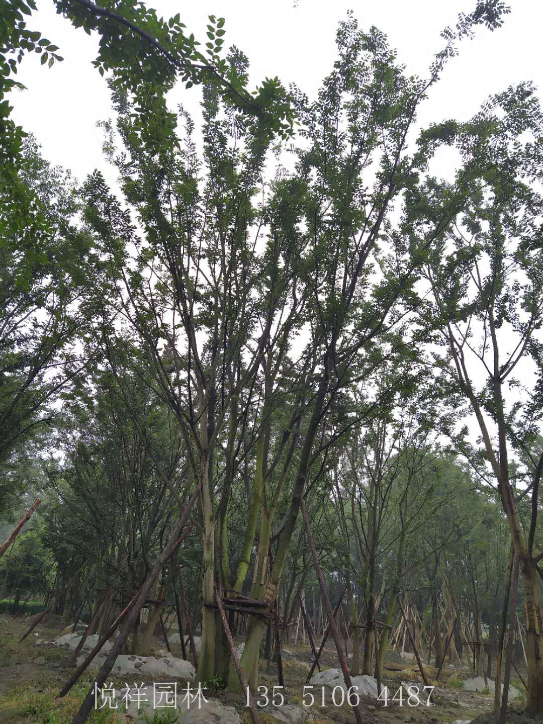 叢生樸樹