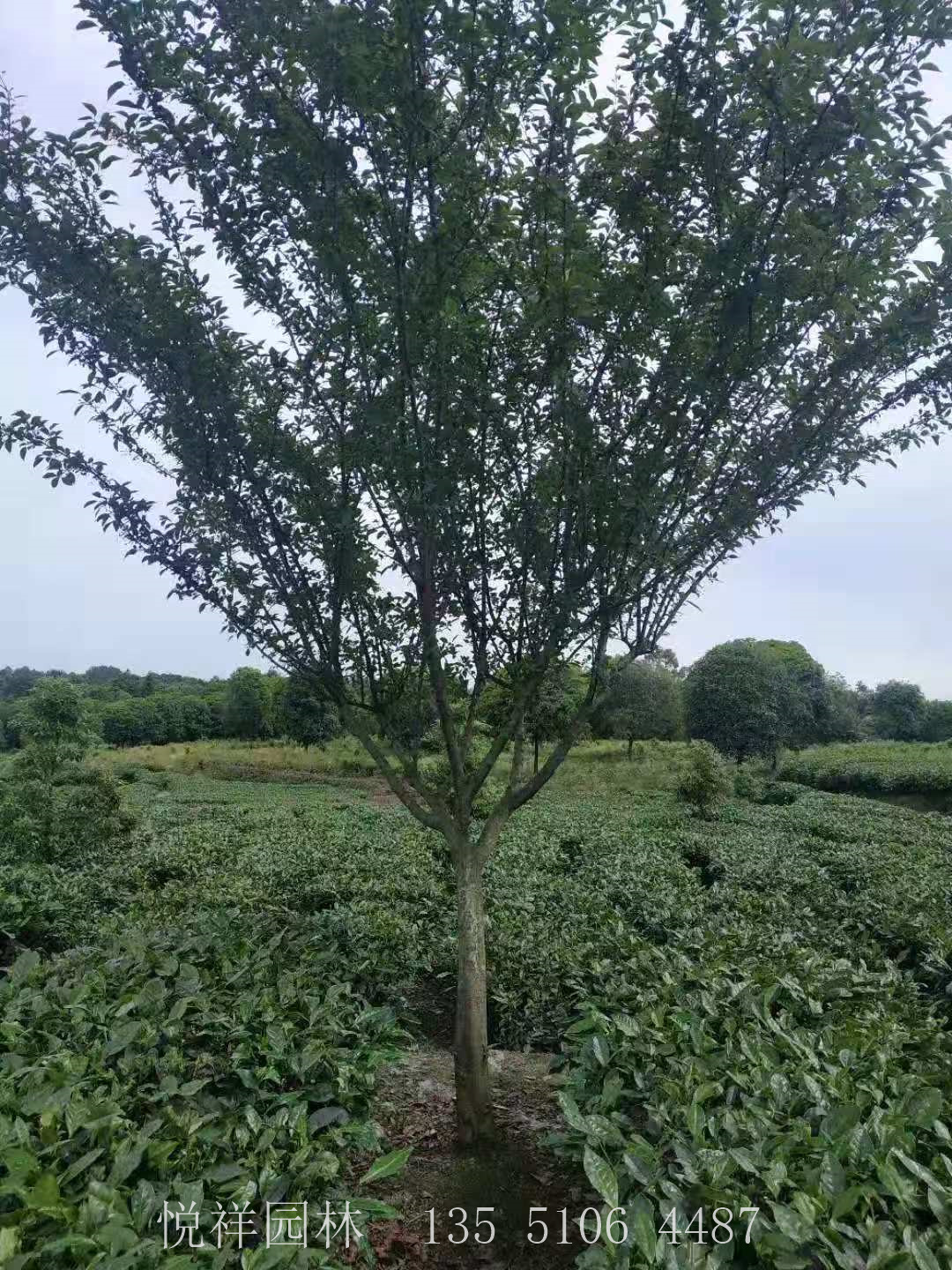 西府海棠