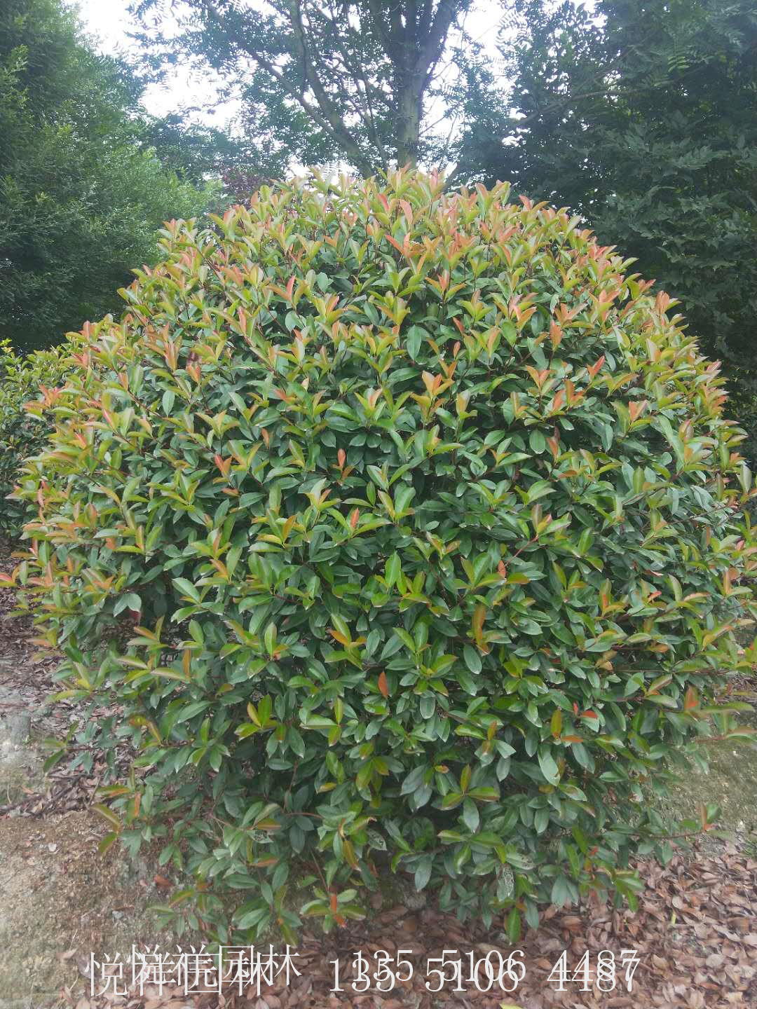 紅葉石楠球