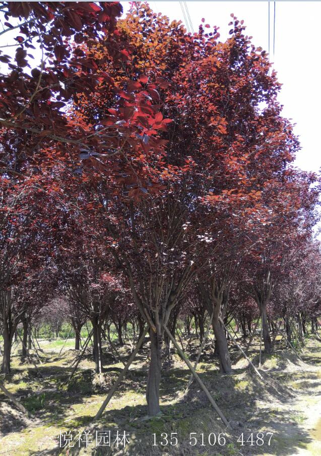 高桿紅葉李