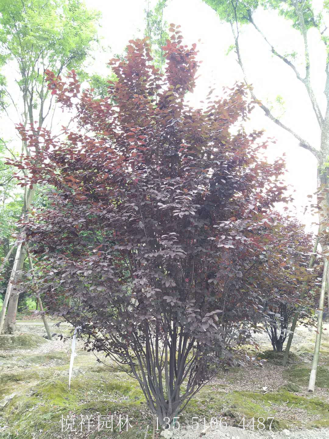 紅葉李叢生