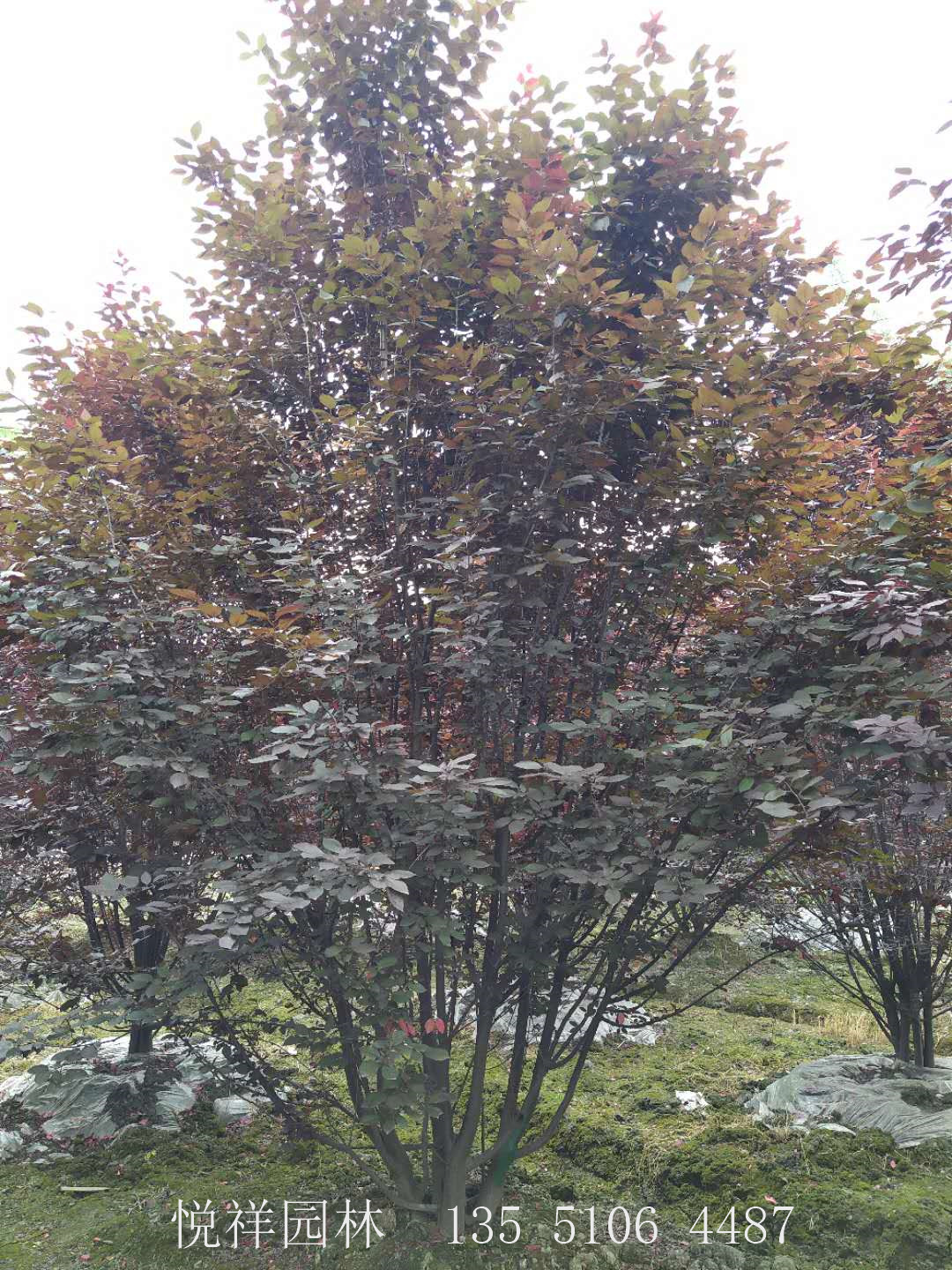 紅葉李叢生