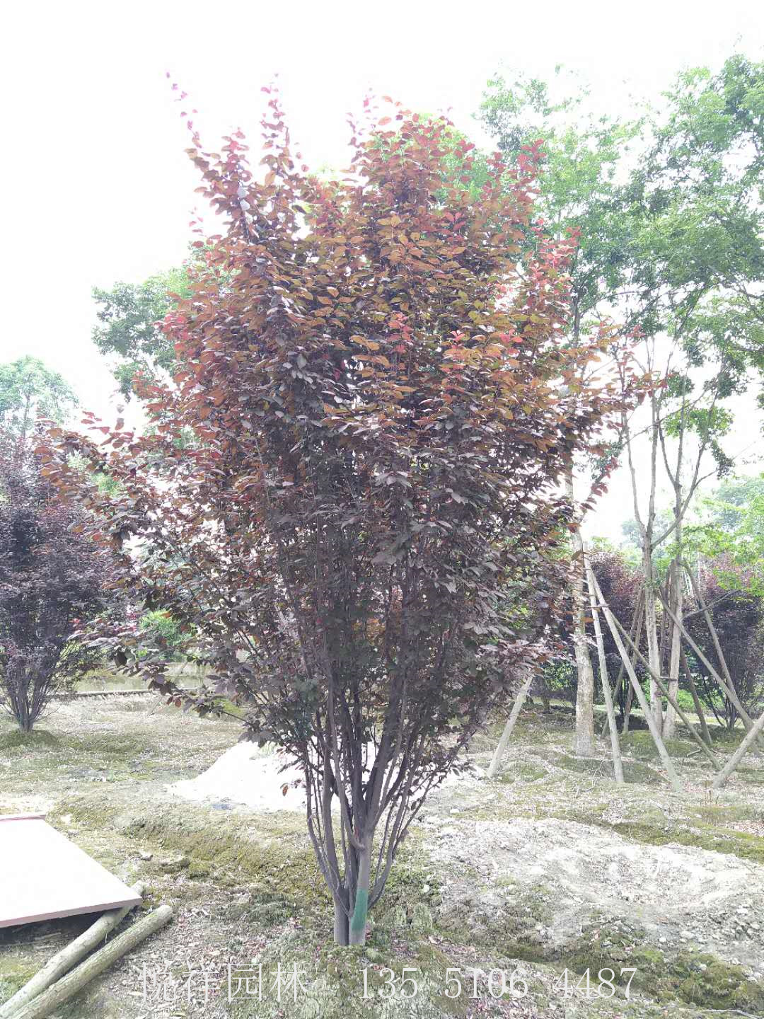 紅葉李叢生