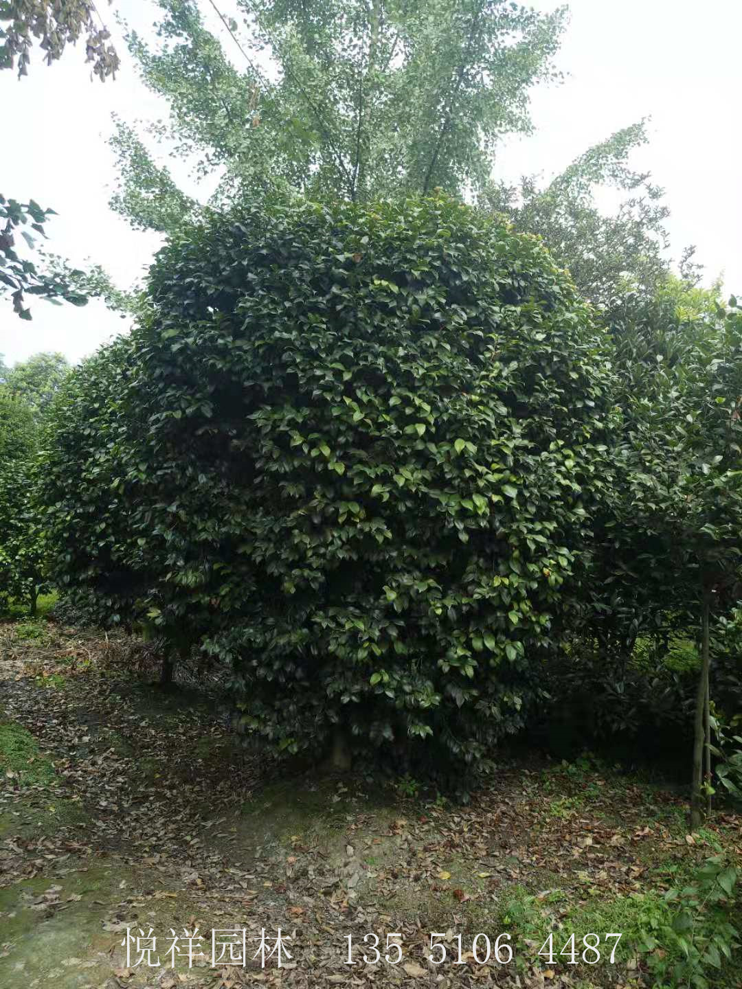 茶梅球