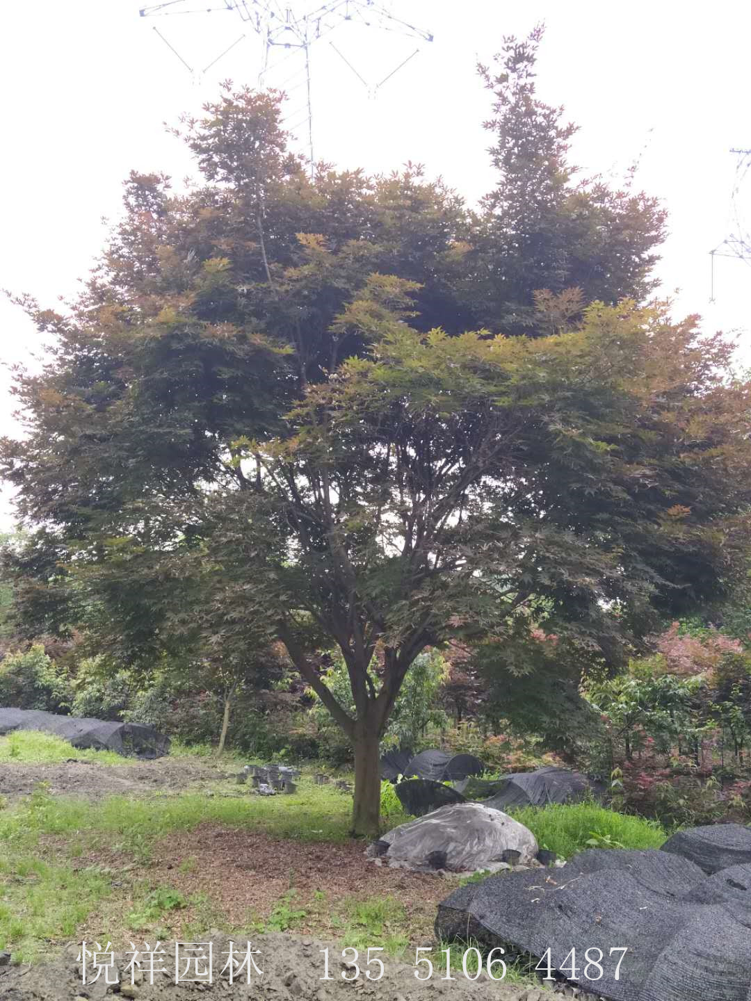 紅楓20公分