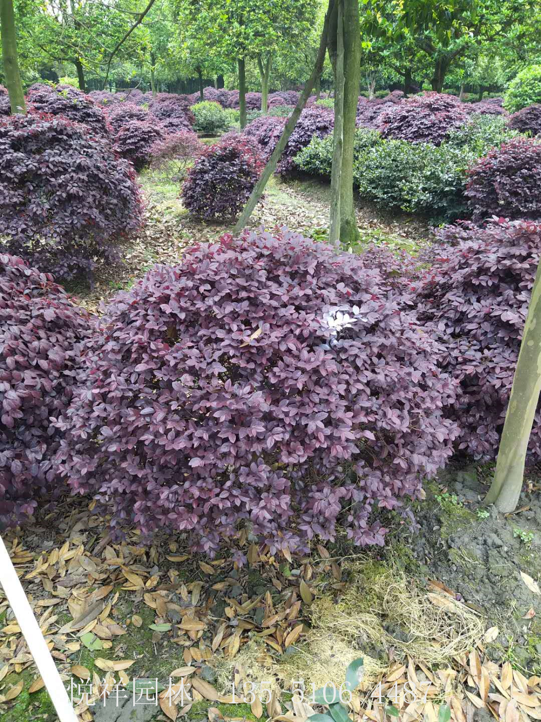 紅繼木