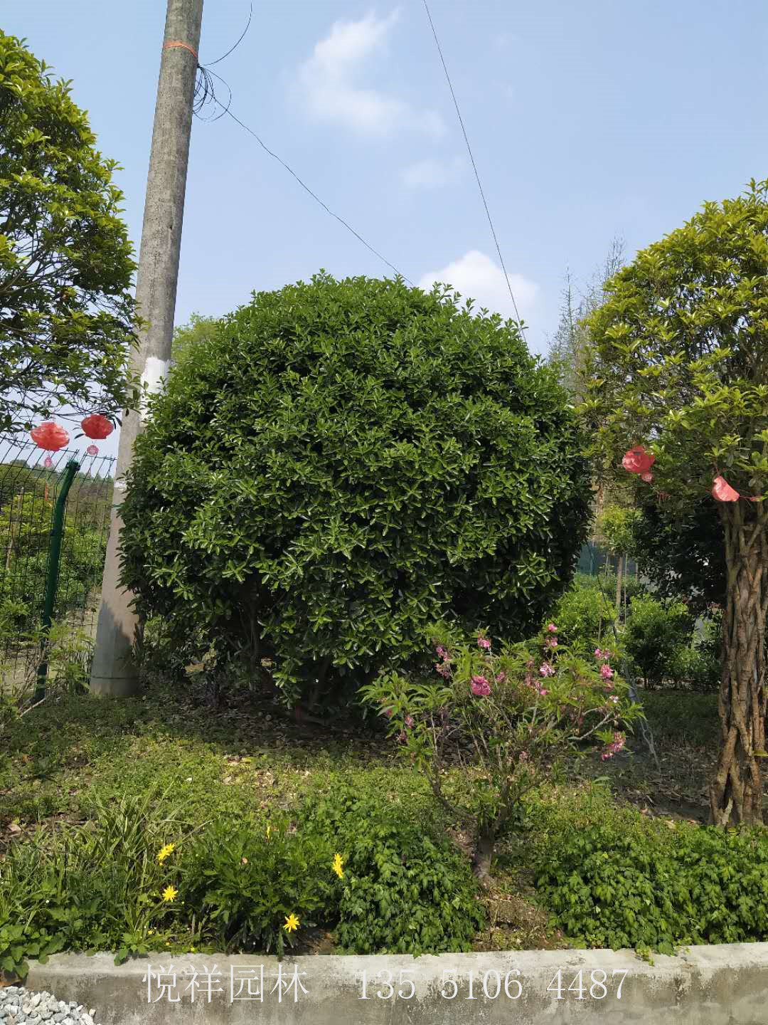 大葉黃楊