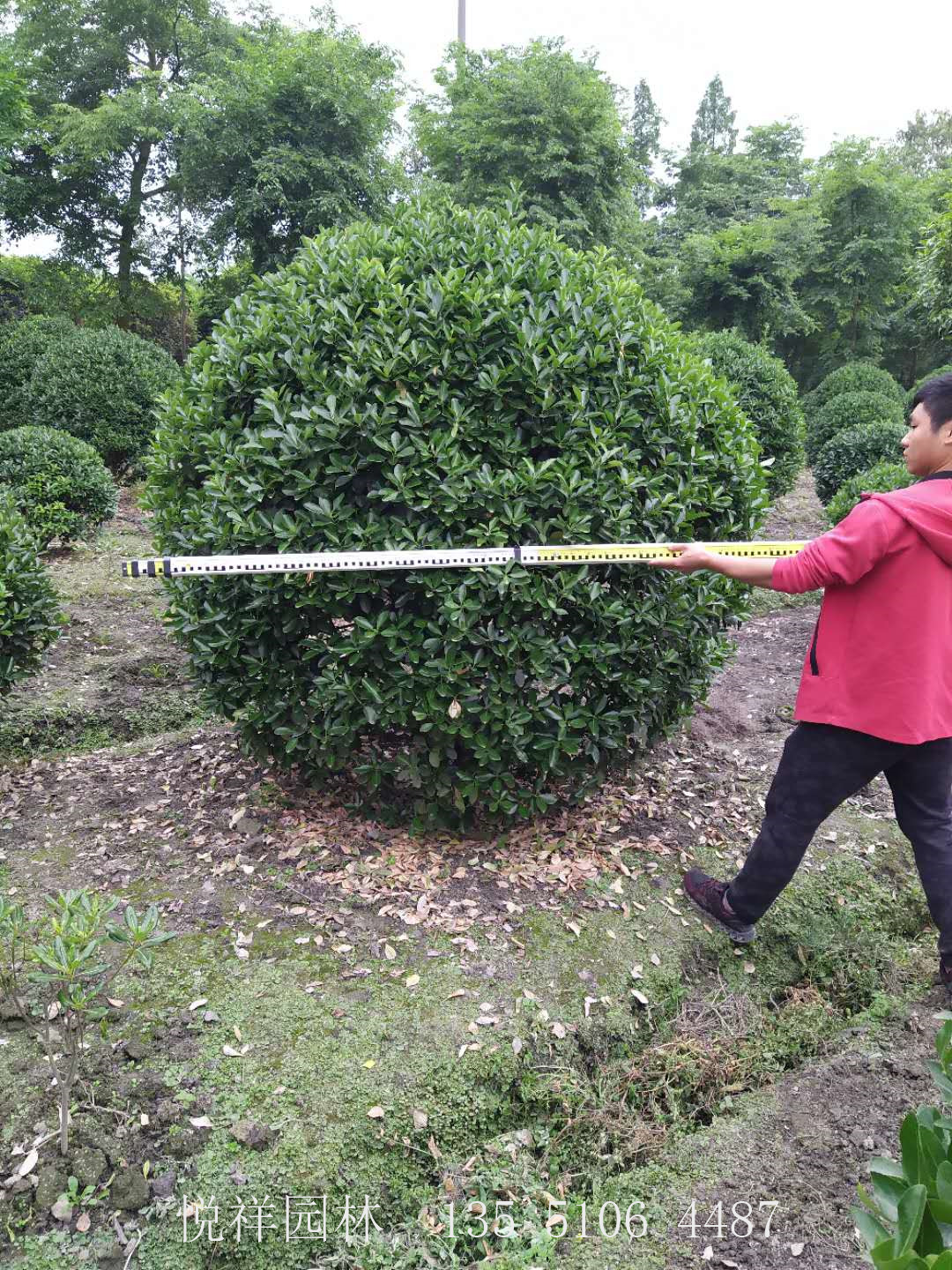 大葉黃楊