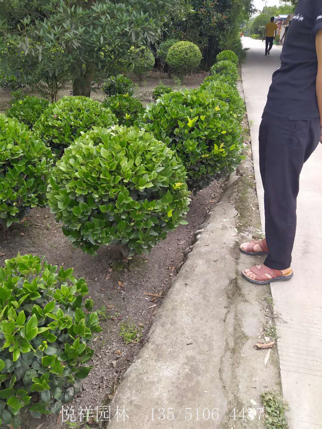 金森女貞球