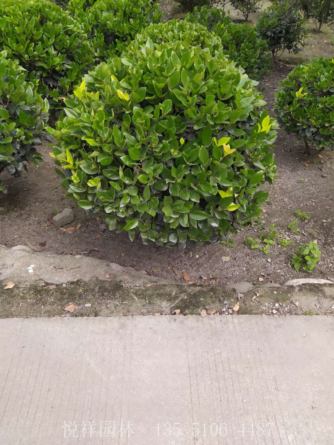 金森女貞