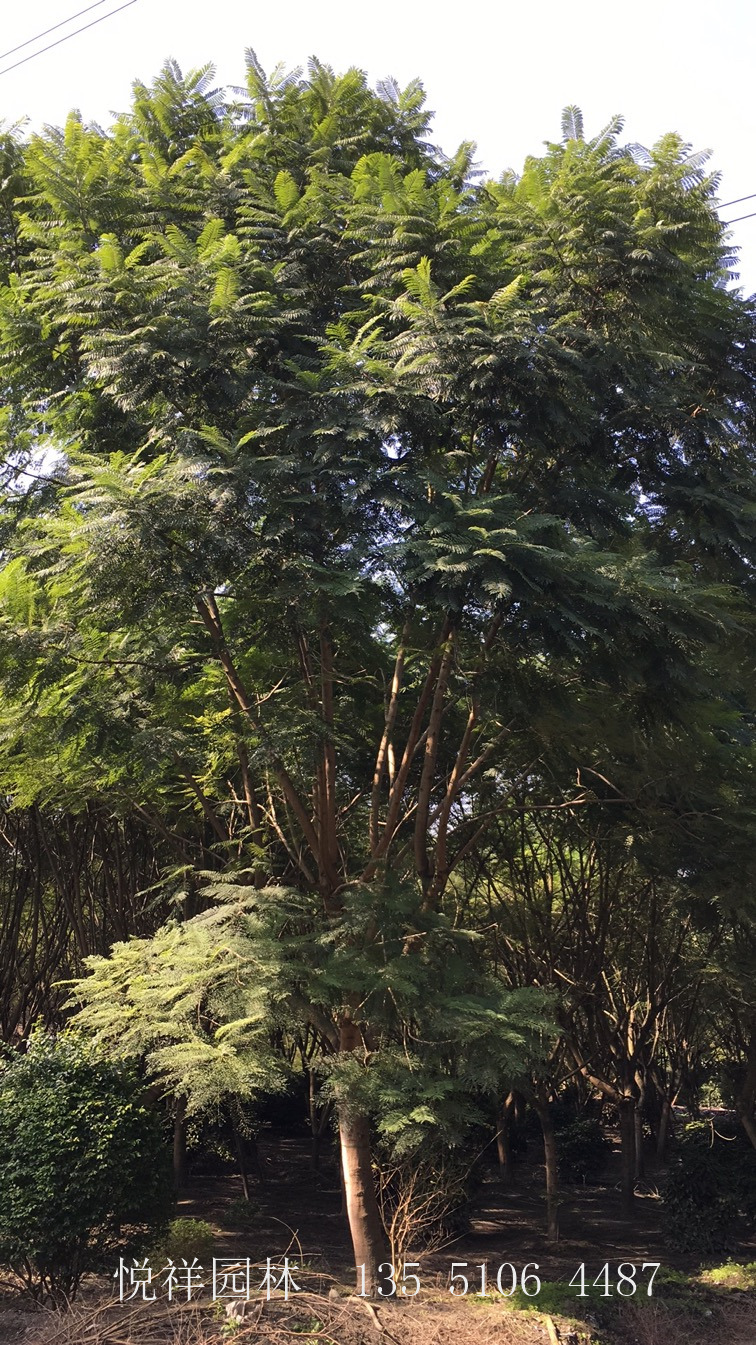 藍花楹