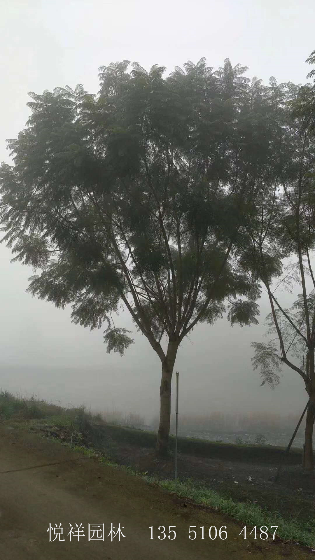 藍花楹