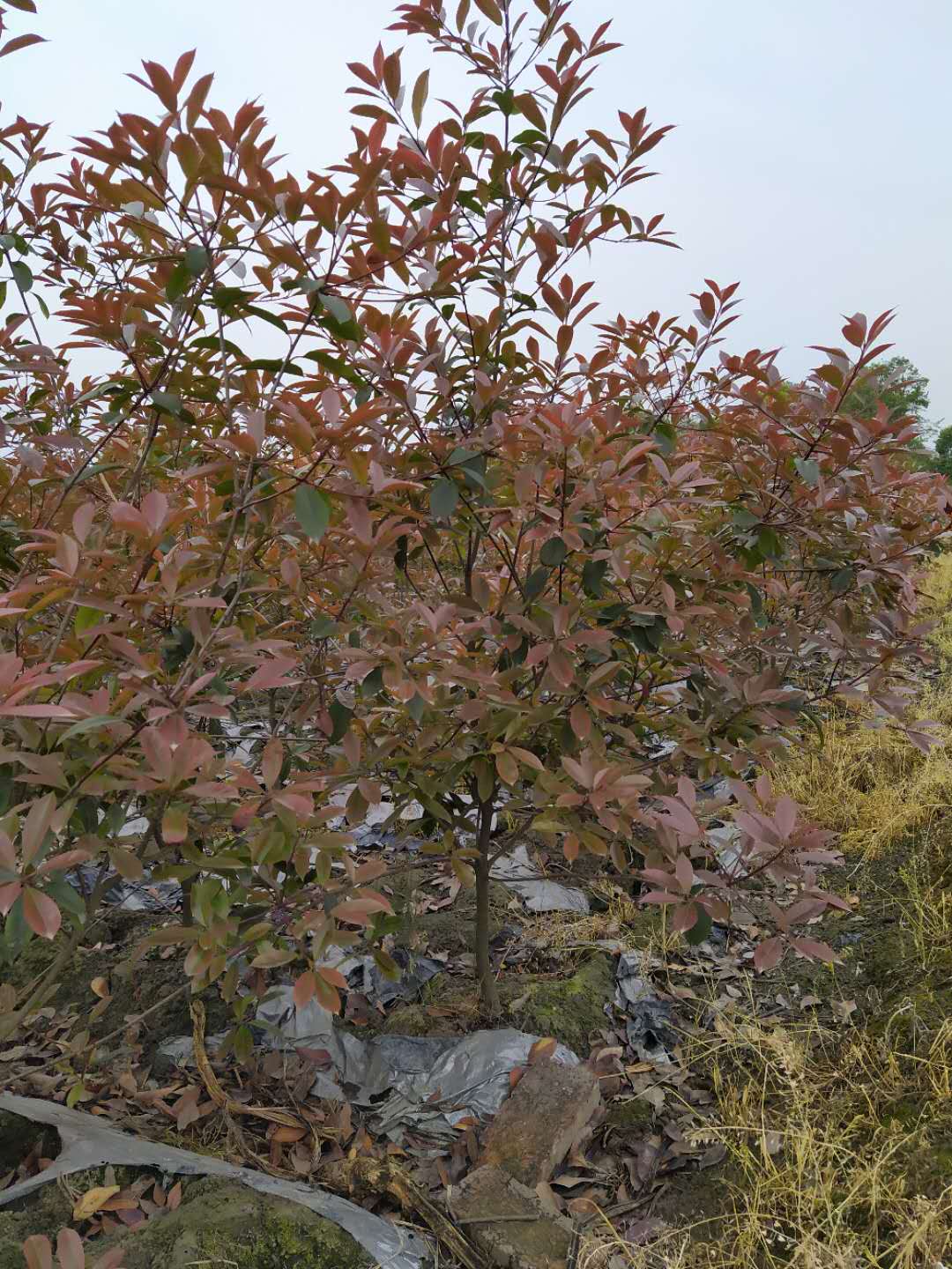 紅葉石楠籠子