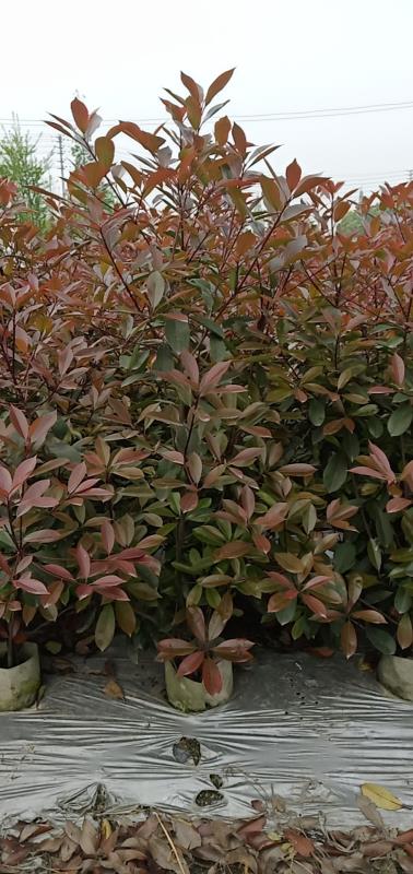 紅葉石楠籠子