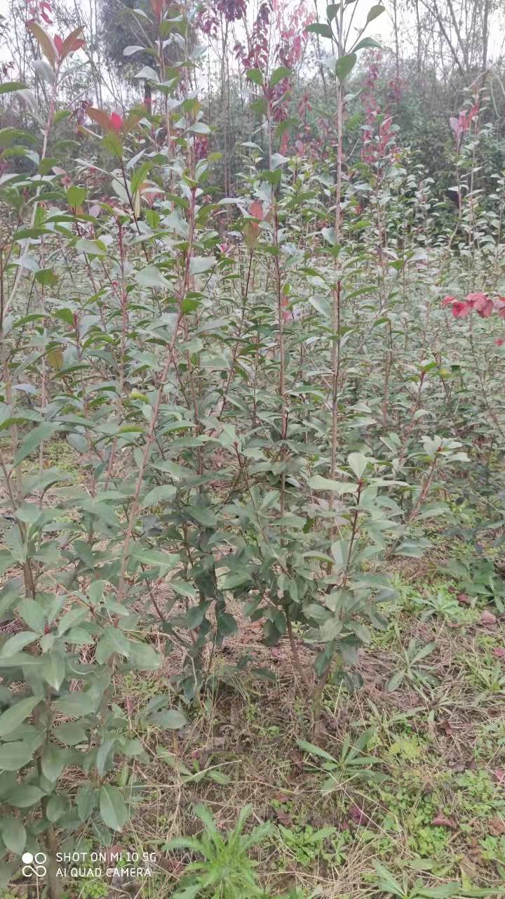 紅葉石楠綠籬