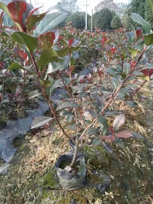 紅葉石楠