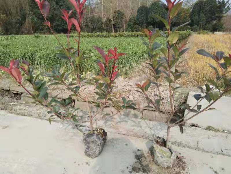 紅葉石楠