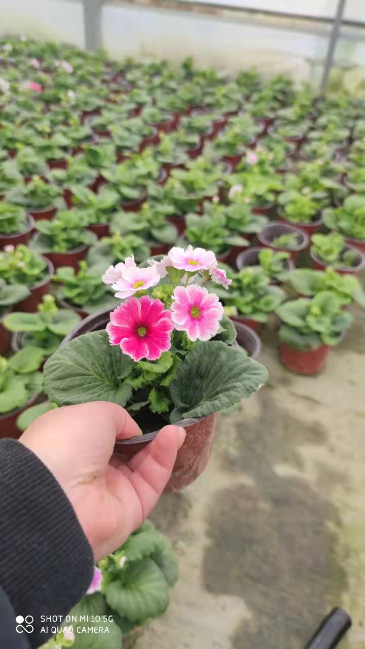 大花櫻草一代