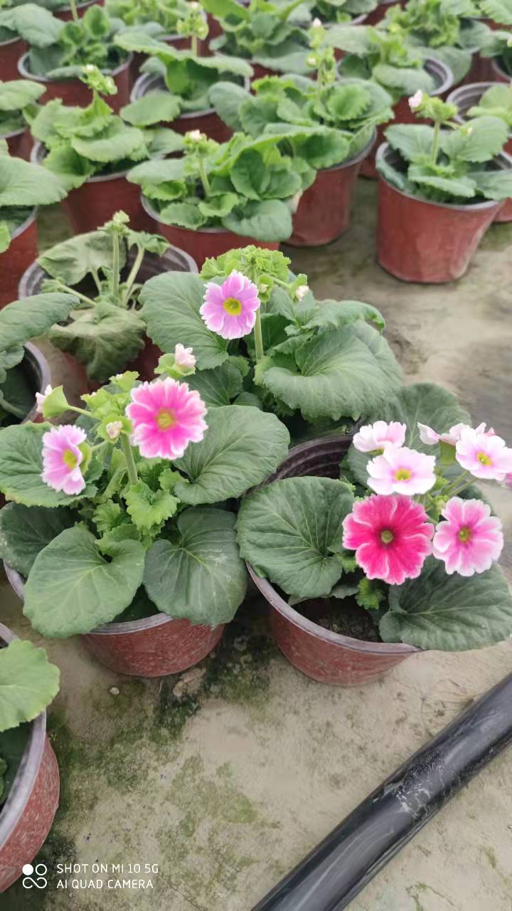 大花櫻草一代