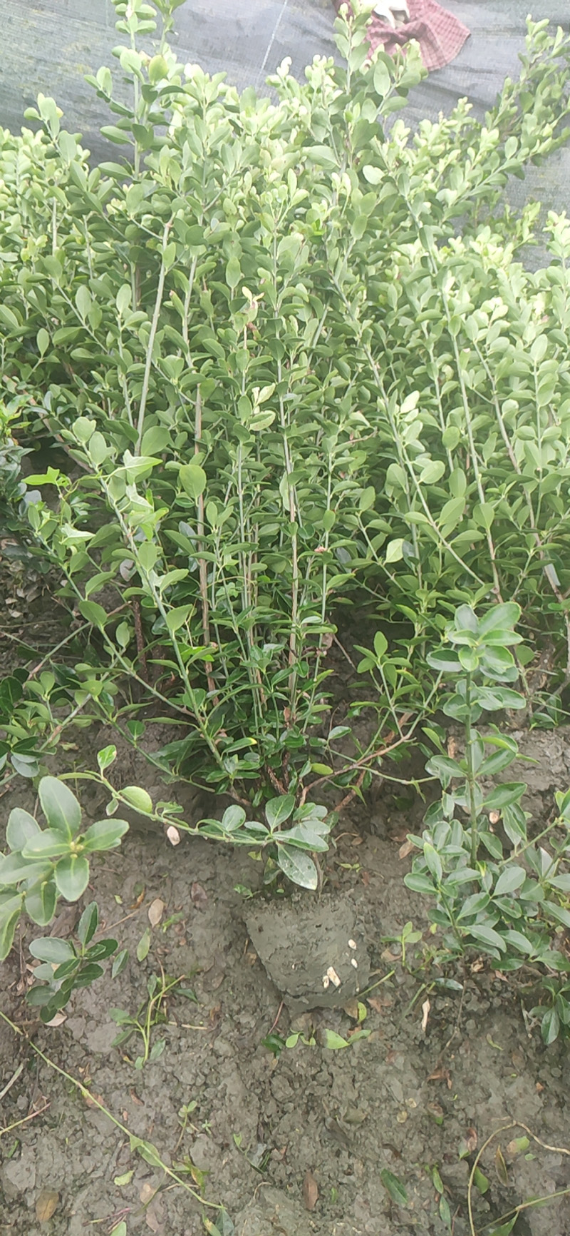 大葉黃楊綠籬