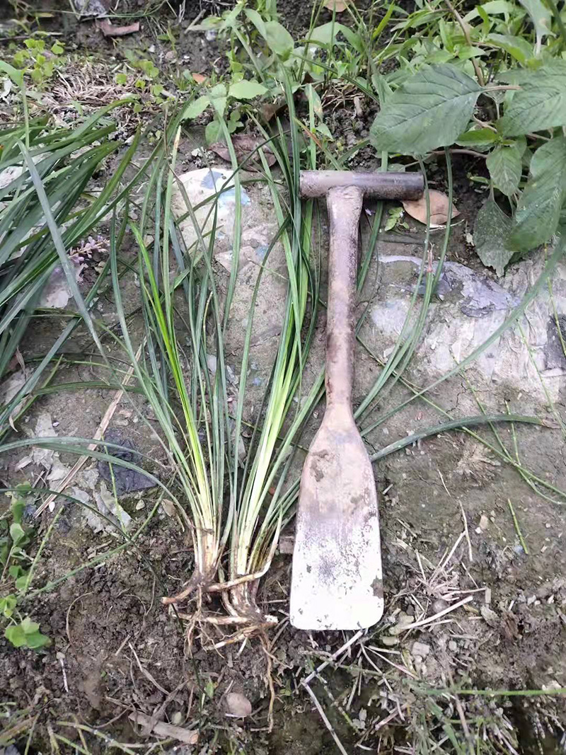 吉祥草