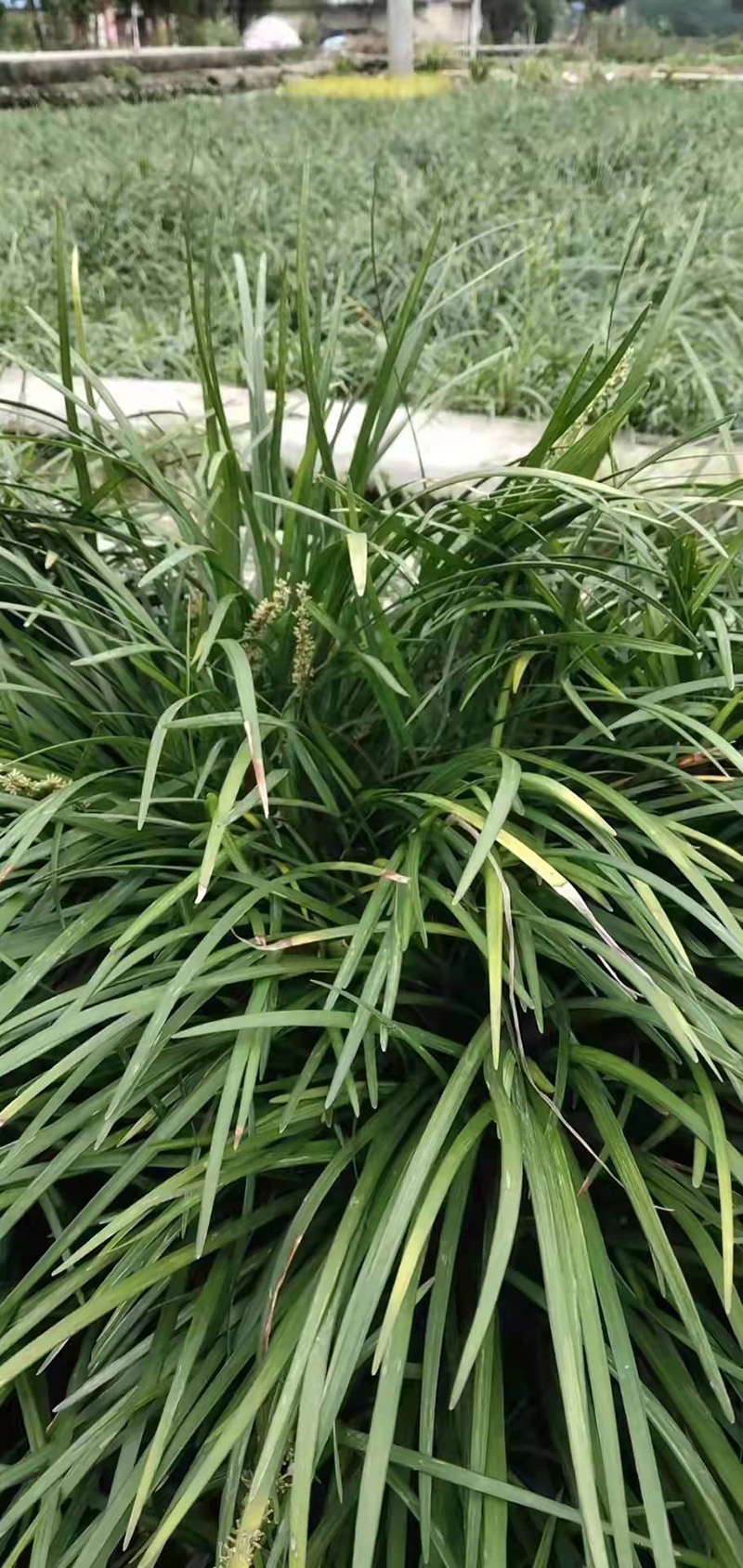 吉祥草